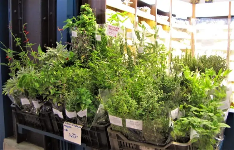 Budepest Tour - Market Hall Fresh Herbs