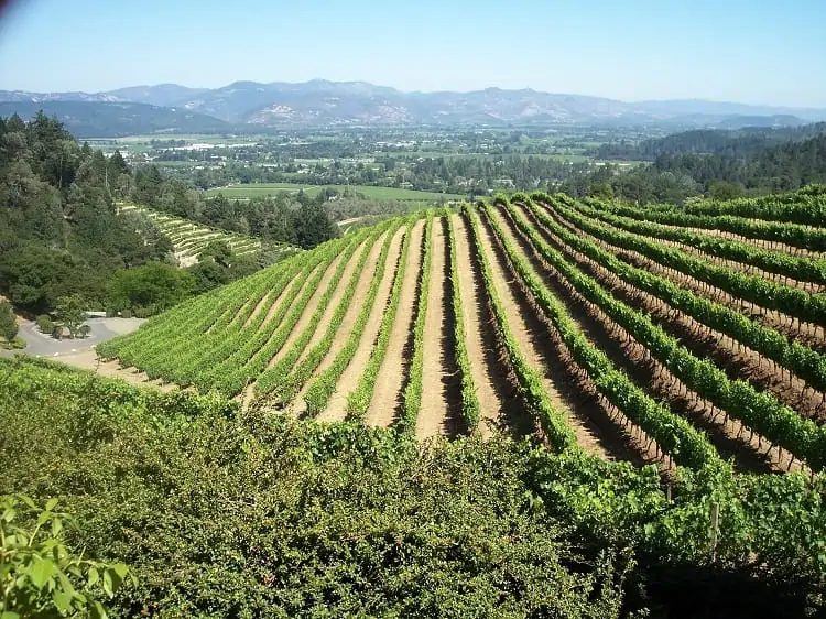 Vineyards on A HillSide