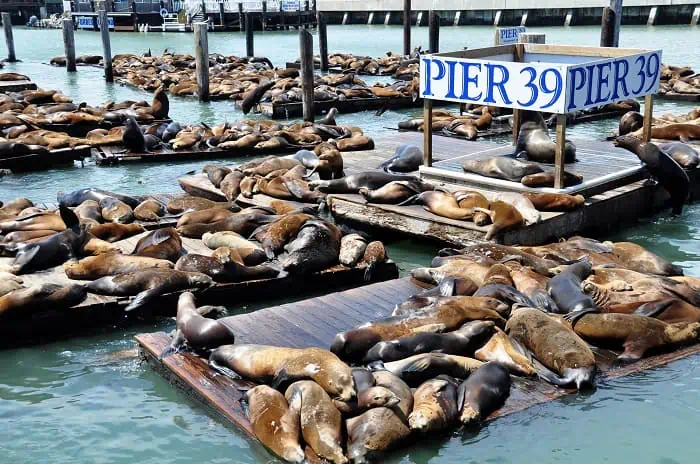 Seals at Pier 39