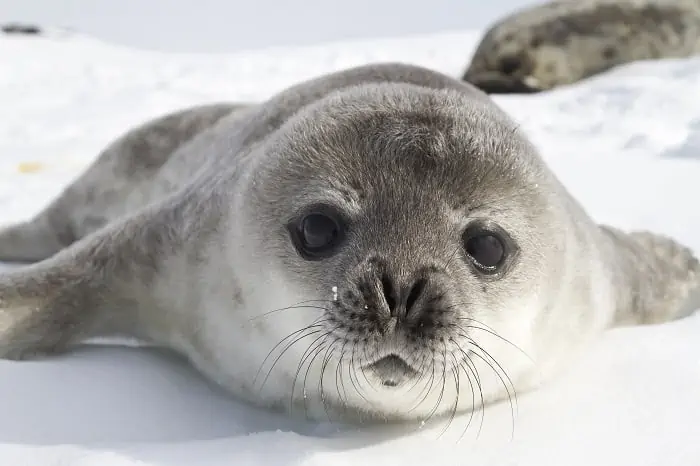 Weddell seal pups on the ice of the Antarctic Peninsula
