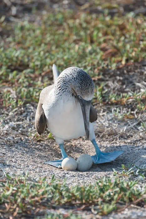 Blue footed booby on nest with egg, North Seymour, Galapagos Islands, Ecuador, South America.