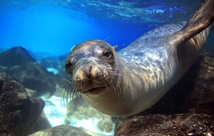 Galapagos-Seal - Can't Travel Right Now?
