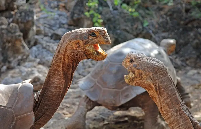Galapagos-Tortoises