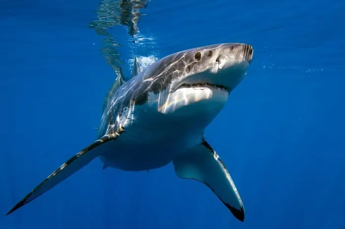 Great White shark while coming to you