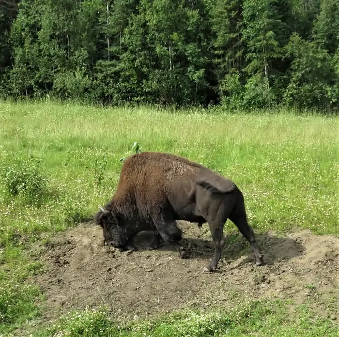 Bison By the Highway