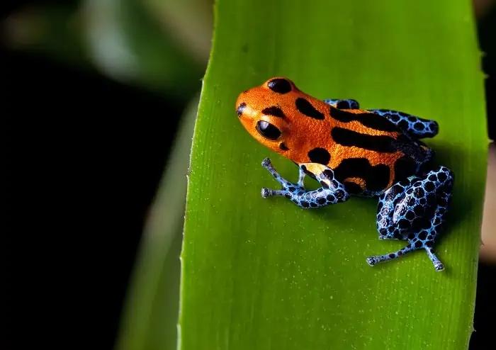 Amazon Red Striped Poison Dart Frog