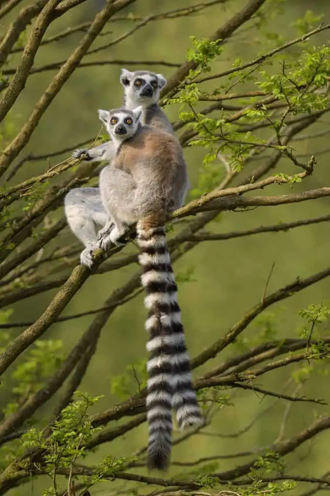 Ring Tailed Lemurs - Madagascar