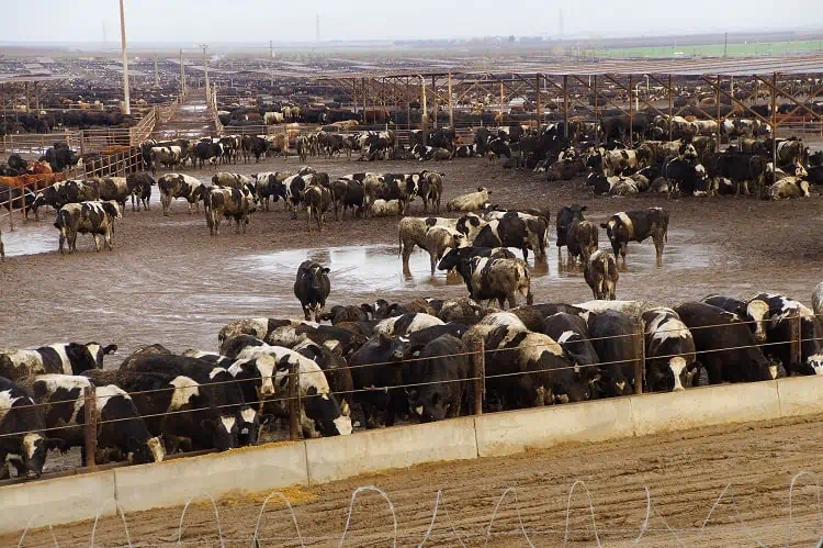 The Fastest Drive From SF to LA goes right by the smelly Harris Ranch FeedLot