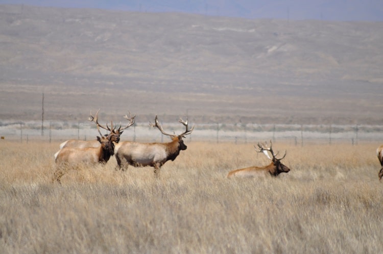 The Fastest Drive From SF to LA goes right past the Tule Elk Reserve
