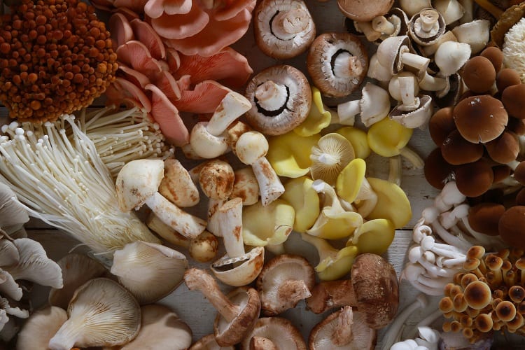 Mushroom Varieties