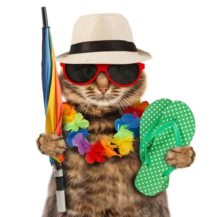 Cats On Vacation?