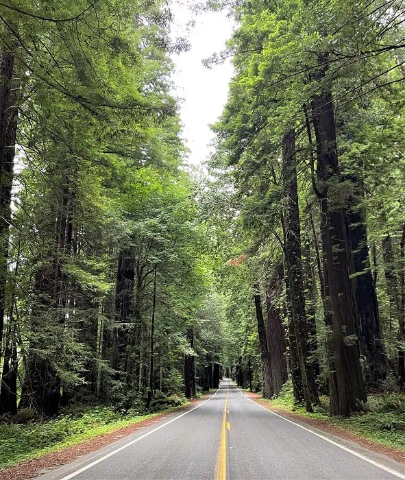 Avenue of the Giants - Northern California