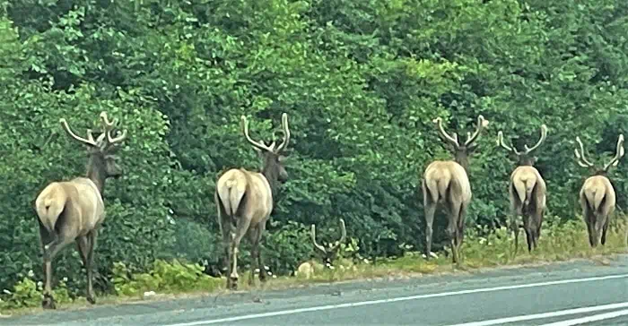 Elk Crossing US Highway 101 Northern California