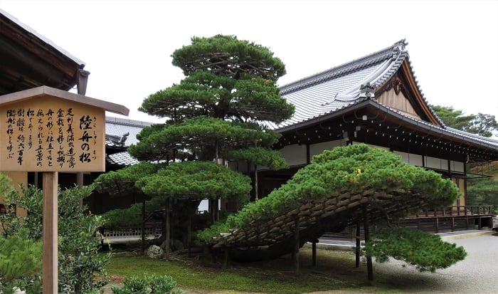 Kyoto-Kinkaku-Ji-Pine