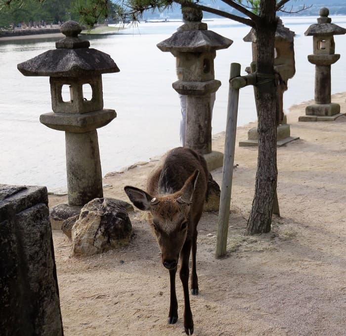 Deer Roam Free on Miyajima