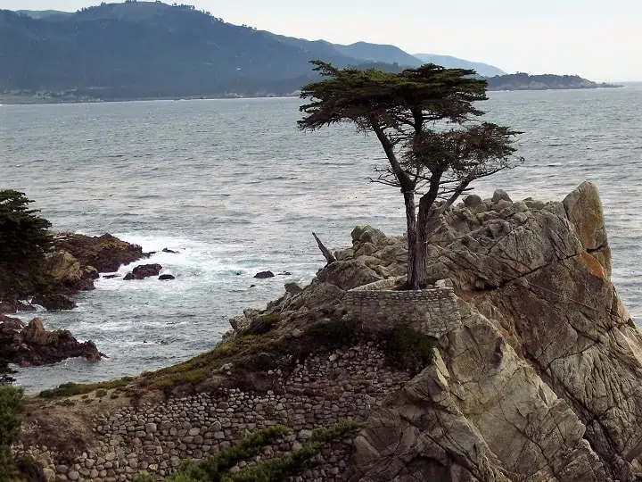 the "Lone Cypress" on the 17-mile drive in Carmel