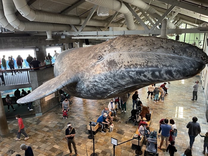 Whale Sculpture at Monterey Bay Aquarium