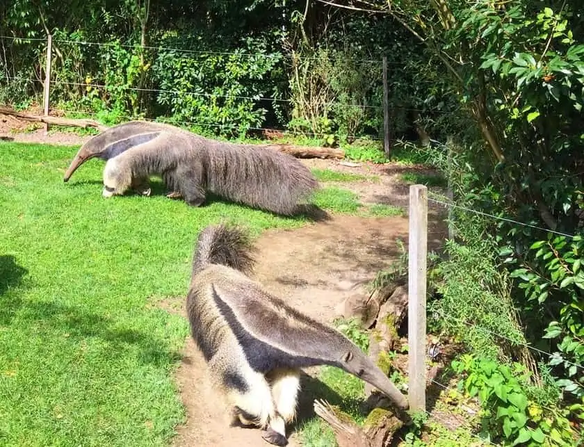 Zurich-Zoo-Anteaters
