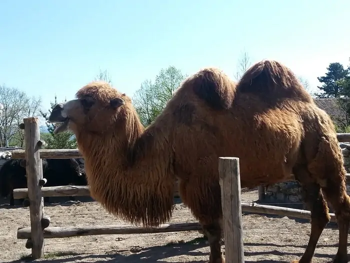Zurich-Zoo-Camel