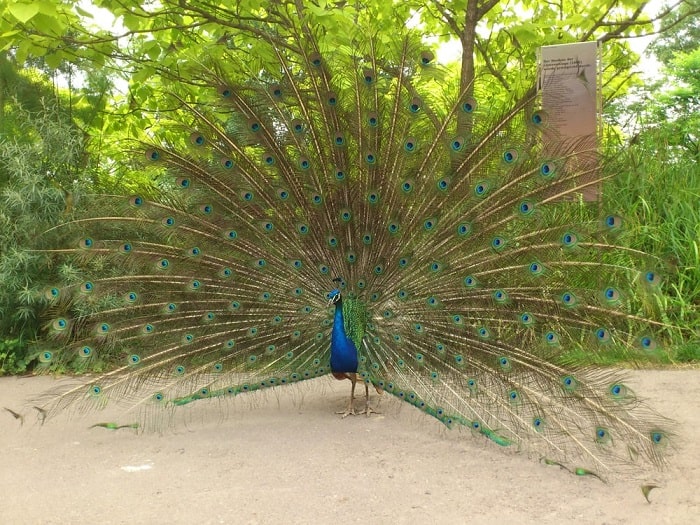 Zurich-Zoo-Peacock