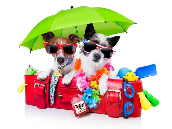 A photo of dogs dressed for vacation with a red suitcase