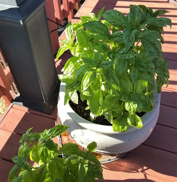 Pot of Basil Growing In The Sun
