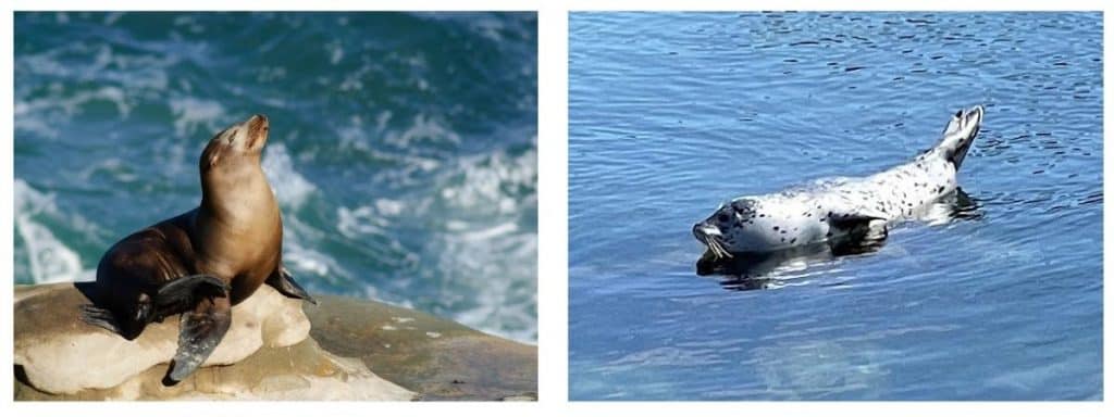 A Picture of a Sea Lion and Seal - Two days in 
Monterey and Carmel