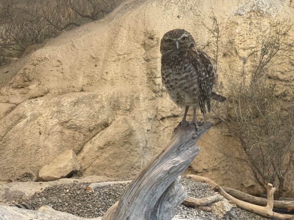 A curious owl at the High Desert Museum
