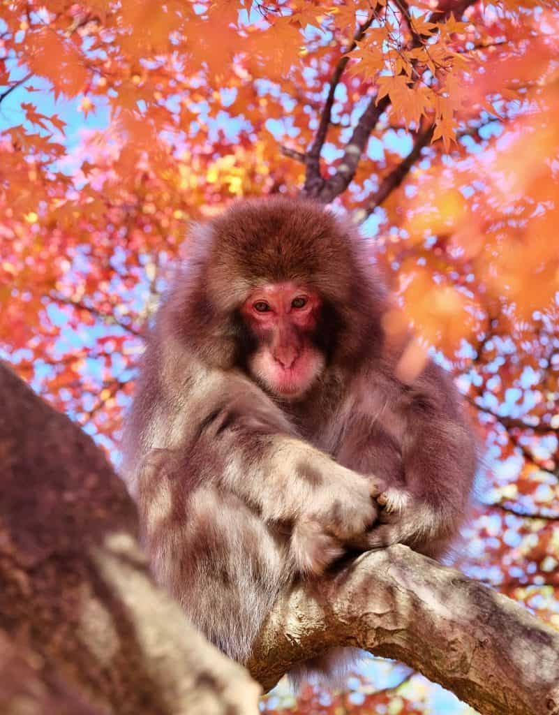 Macaq Monkey in a Tree with Autumn Colors - Iwatayama Monkey Park Kyoto