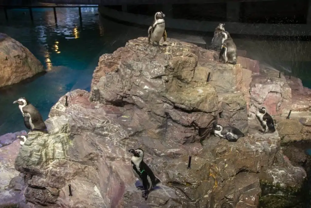 Penguins at the New England Aquarium in Boston