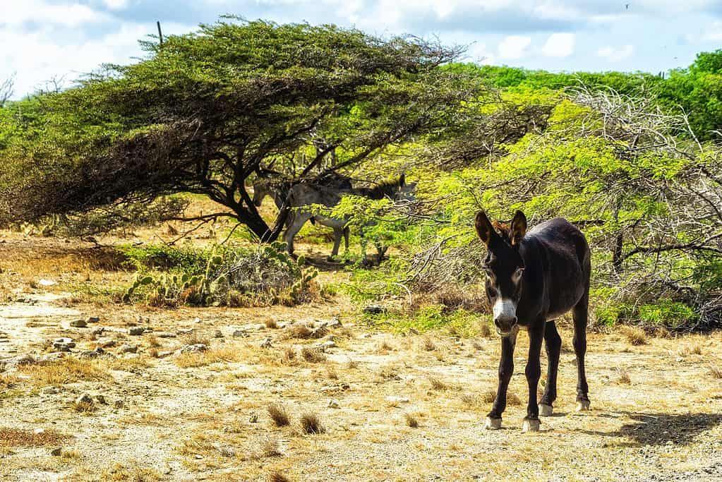 A donkey  in a field on the Caribbean island Bonaire, 