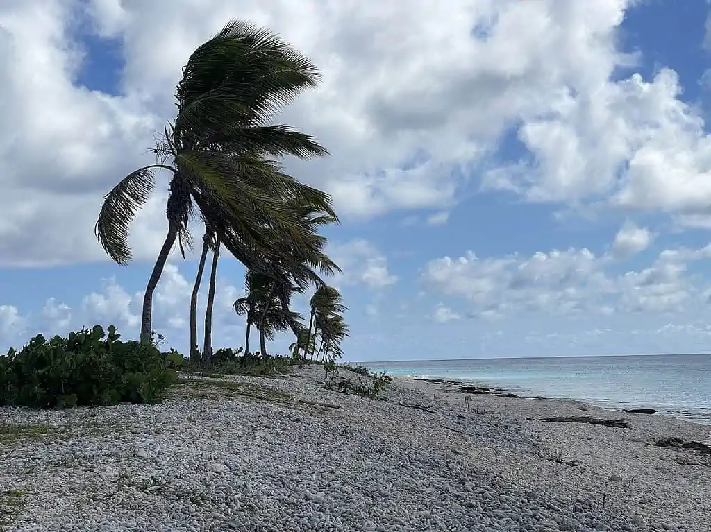 Palm Trees Line The Dyke at Pink Beach In Bonaire