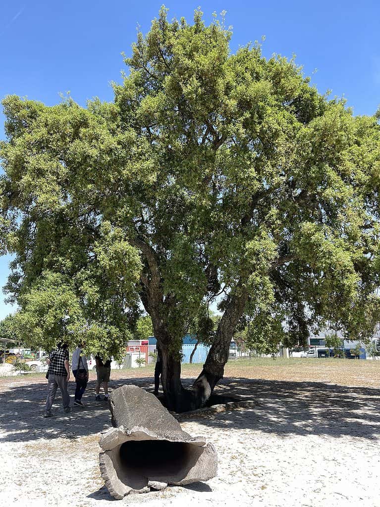 CF Cork Tree