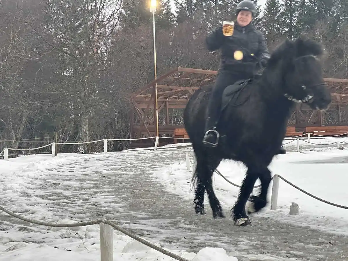 Trainer holding a stein of beer and Icelandic Horse rounding the Track in the Tolt Gait