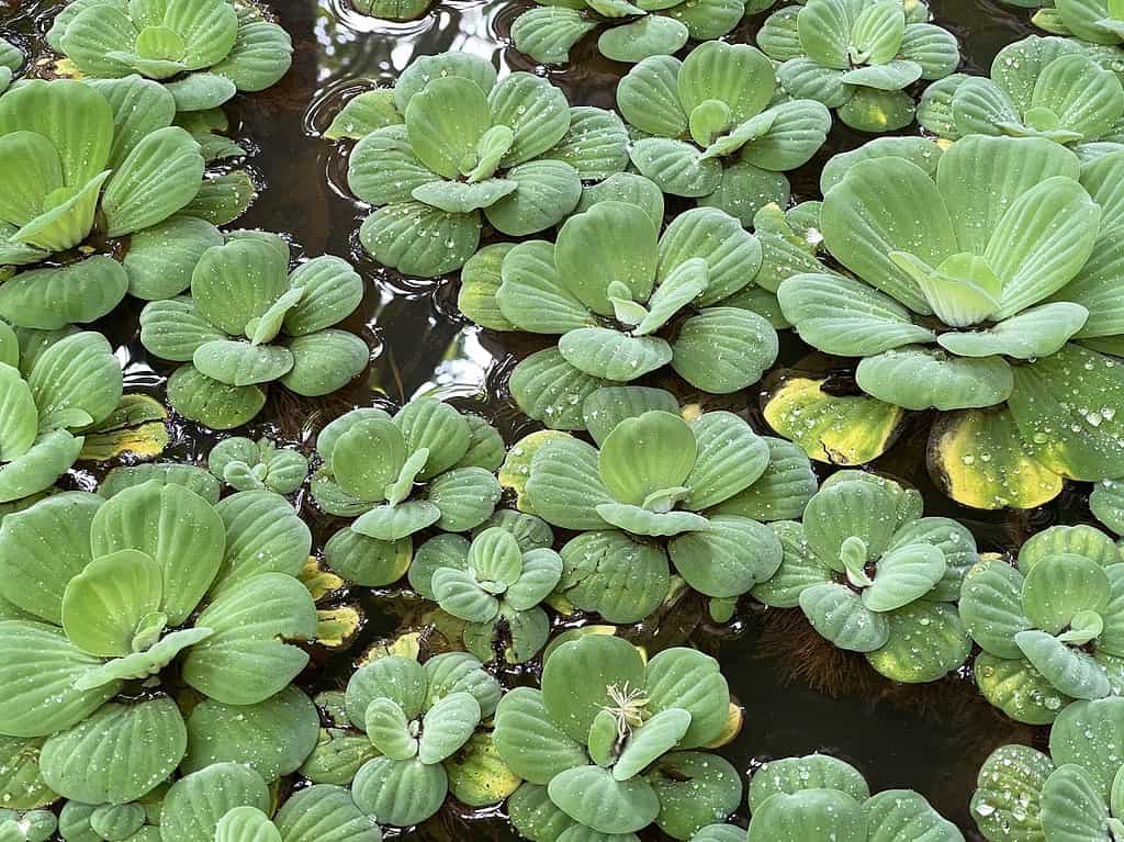 Water Lettuce In Pond