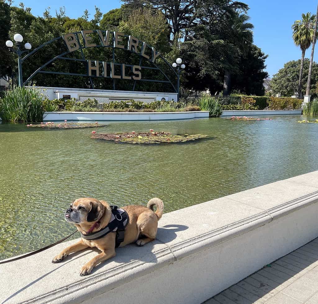 A cute puggle sits on the edge of the Beverly Hills Water Lilly Fountain - 1 Day in LA