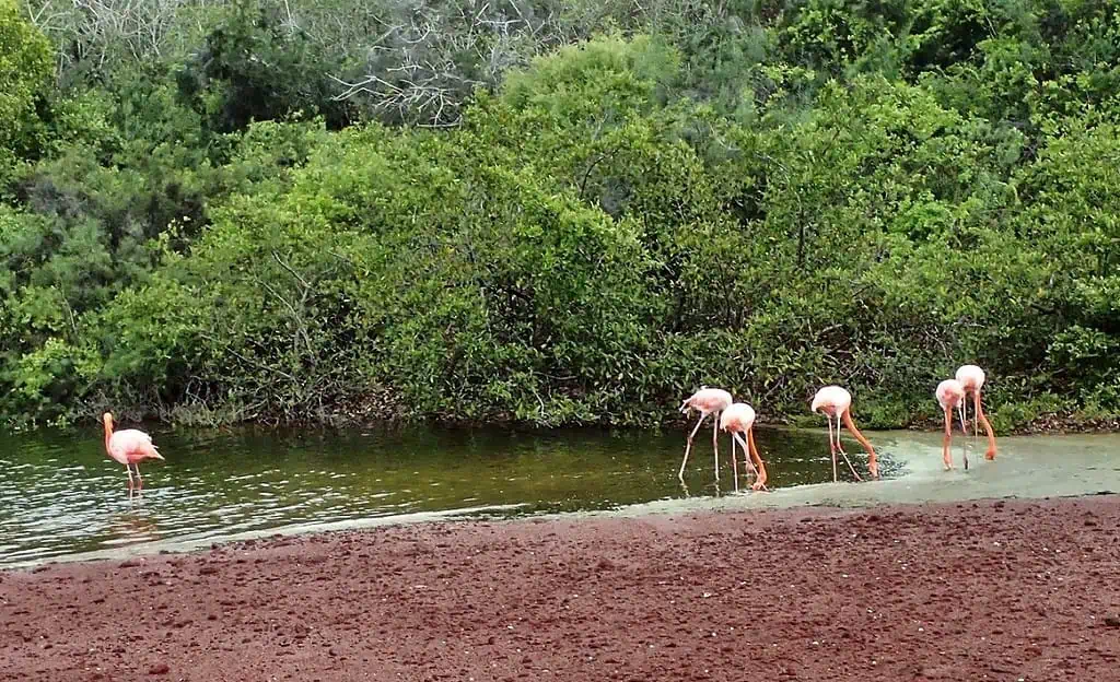 Flamingos on the shore line