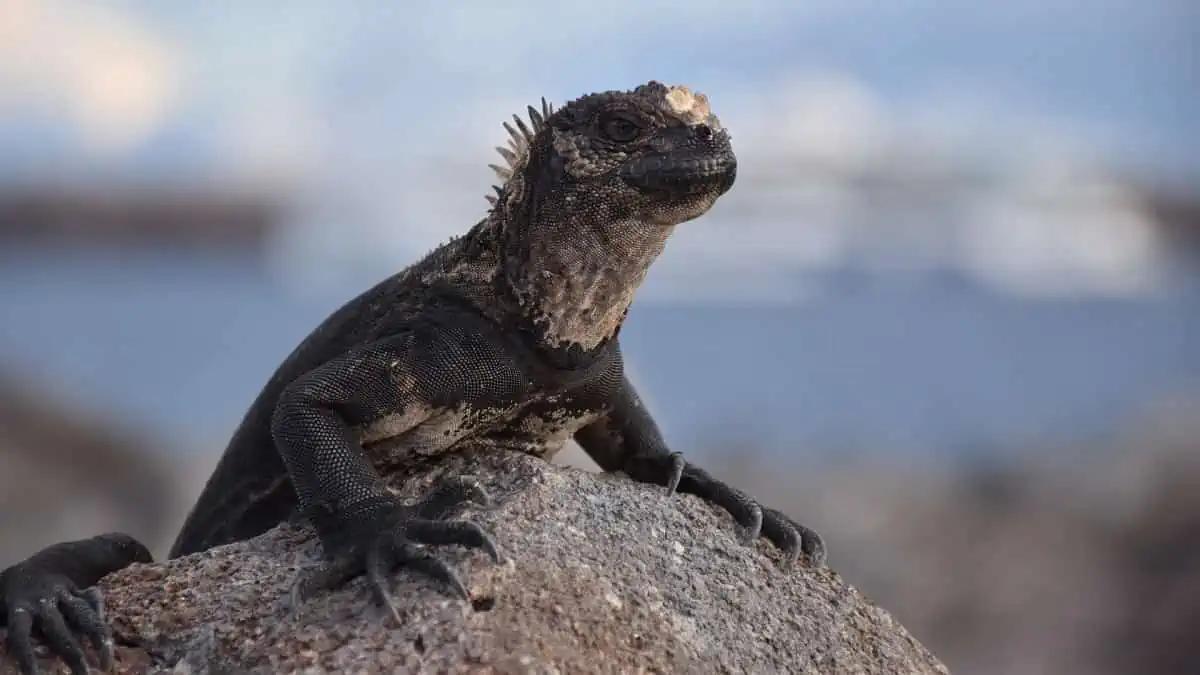 A Marine Iguana, on a rock on dry land