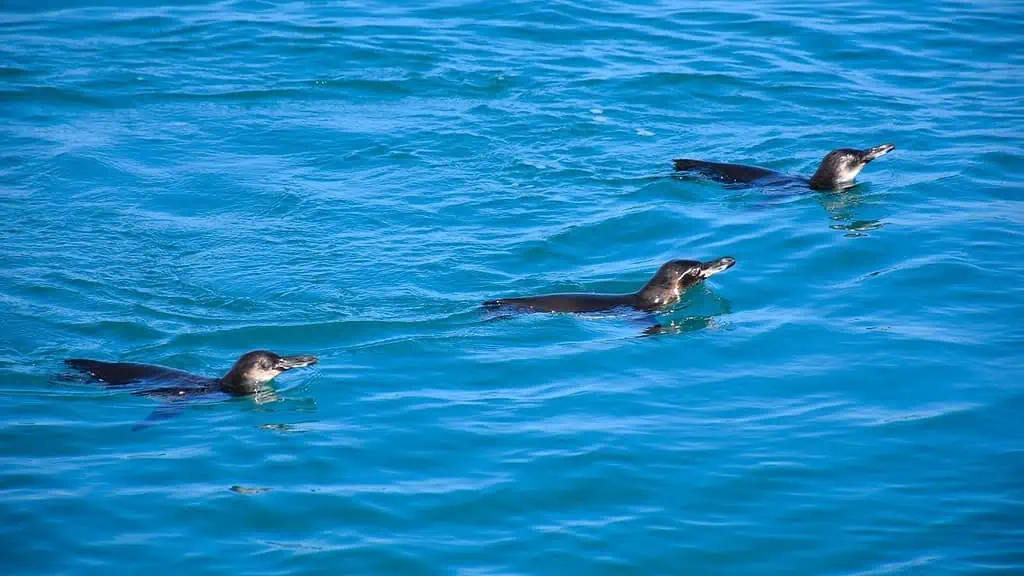Penguins swimming around our zodiac