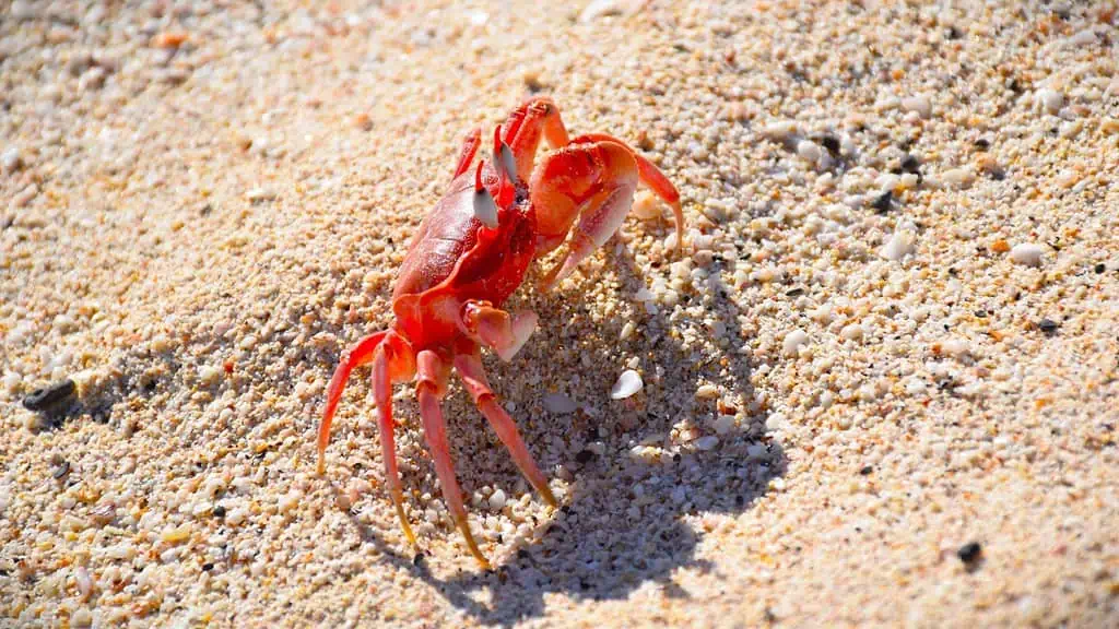 Sally Red Crab