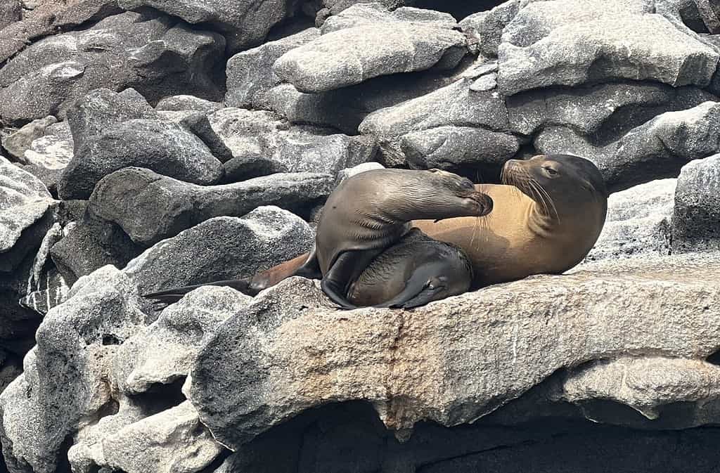 Mom and Pup Sea Lion Sunning on the rocks above the sea