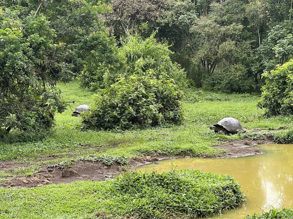 Tortoises-on-the-Ranch