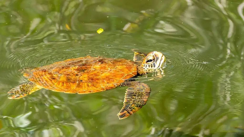 Turtle-in-the-Mangroves