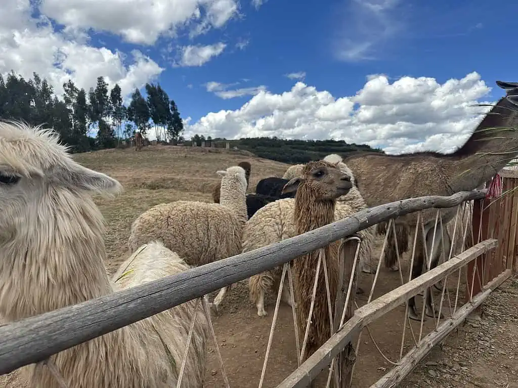 A group of Llams and Alpacas at Awana Kancha in Cusco Peru