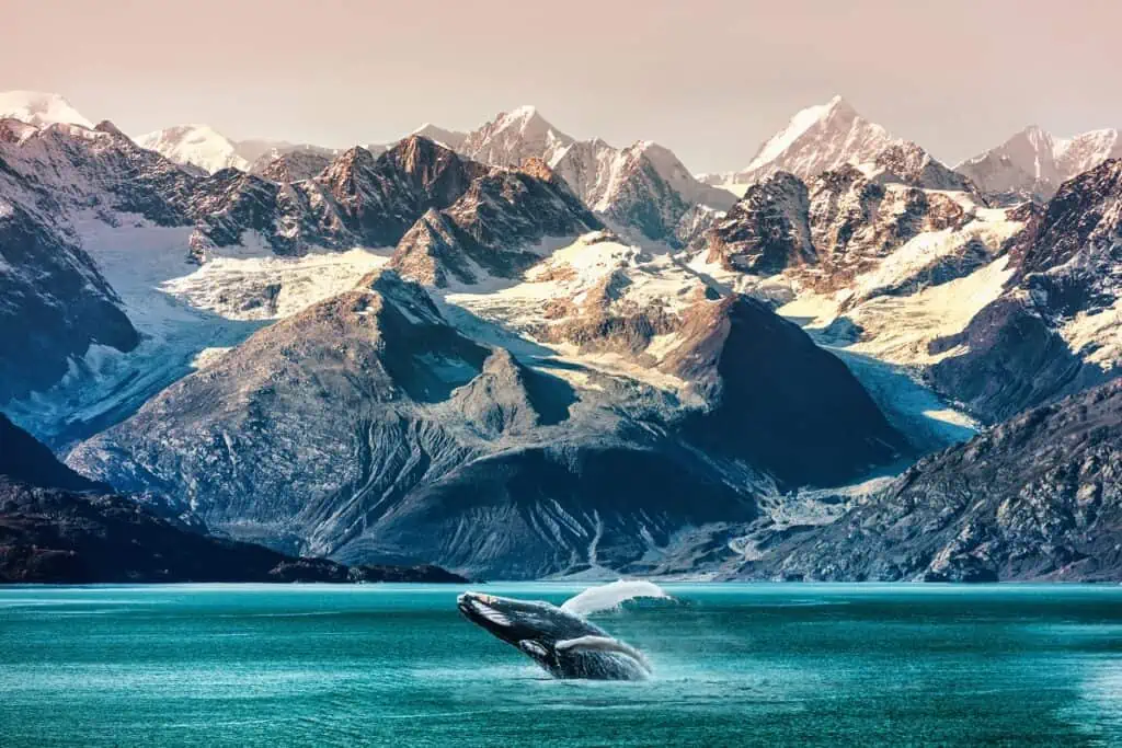 Alaska whale watching boat excursion. Inside passage mountain range landscape with whale breaching from the water