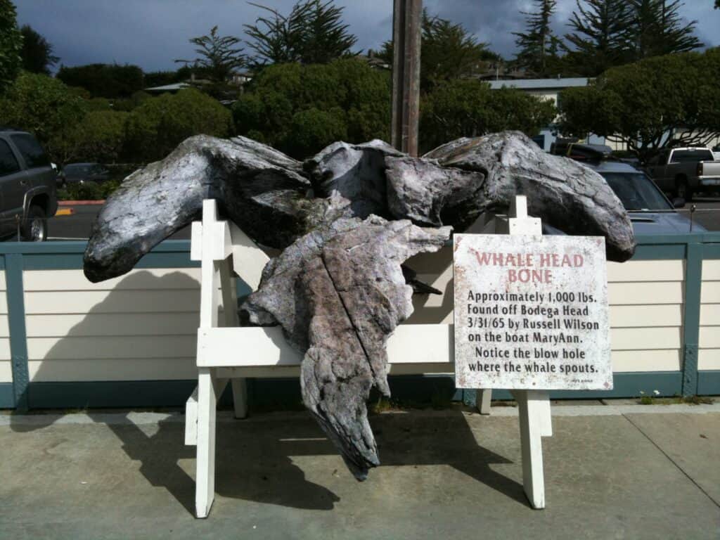 Day Trips From Oakland and San Francisco - Bodega Bay Whale Head