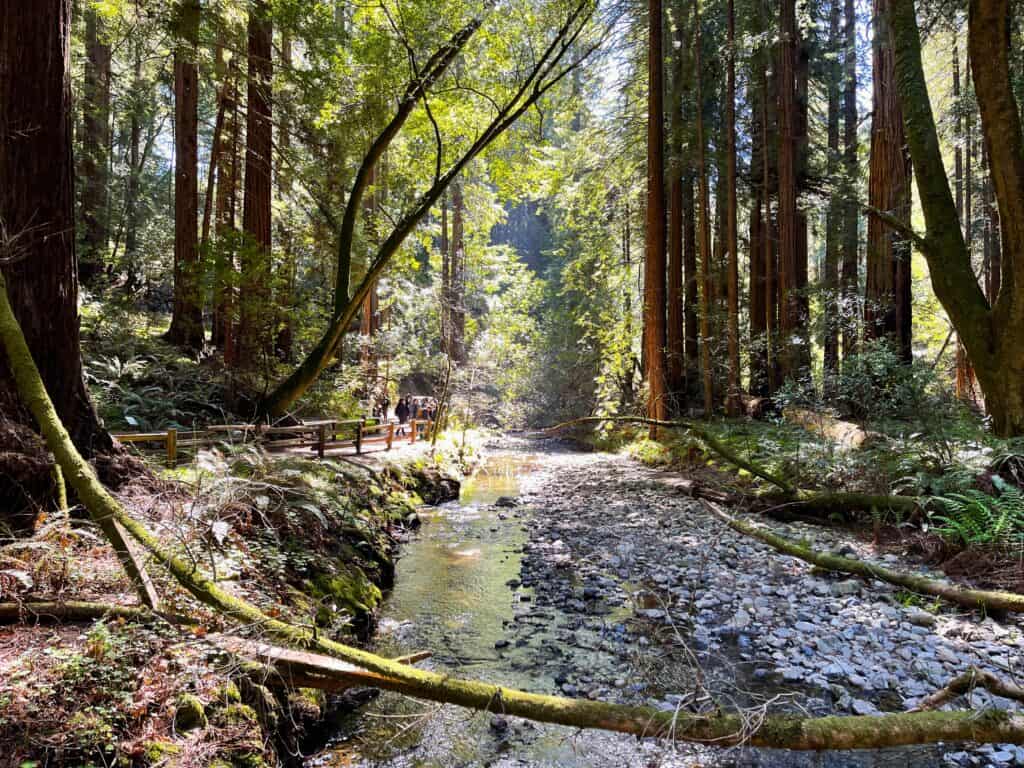 Muir Woods National Monument  - Redwood Trees with a stream running through the forest