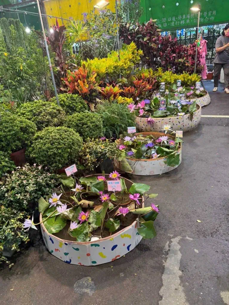 6 Day Taipei & Northern Taiwan Itinerary: Sun Moon Lake, Shifen & Taipei 101 10 Beautiful water lilies at the flower market