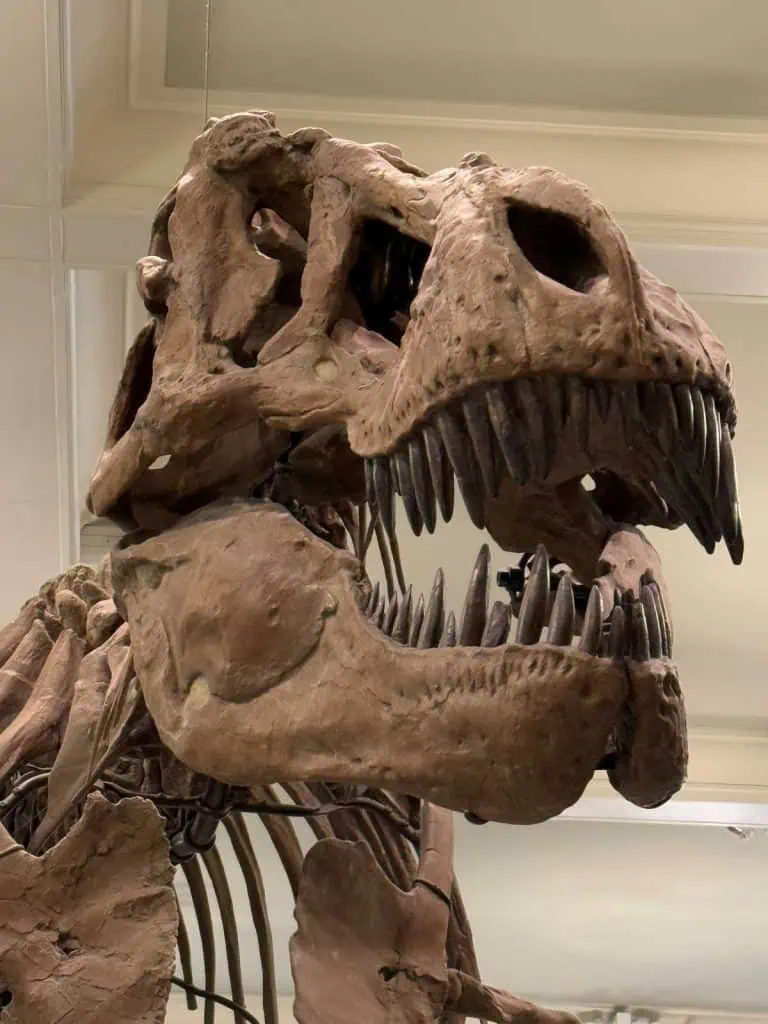 New York City Before A Cruise: Sailing From the Red Hook Cruise Terminal 13 A T-Rex skeleton at the Museum of Natural History In NYC
