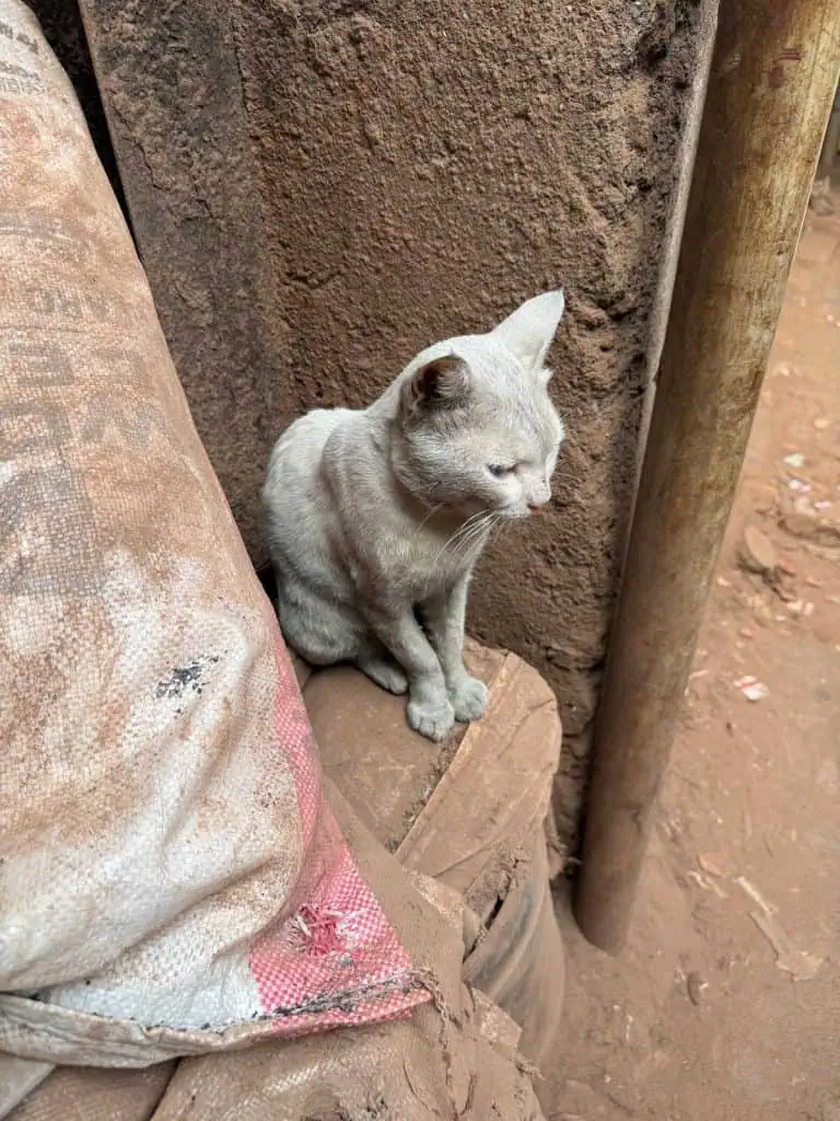 2 Days in Mumbai Before a Cruise: Markets, Street Life, Food, and Local Culture 6 A gray cat perched on a wall - even in Dharavi there are pets (keeps the mice and rats down i suppose